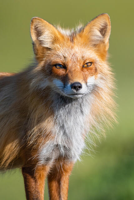 Red fox portrait on San Juan Island.