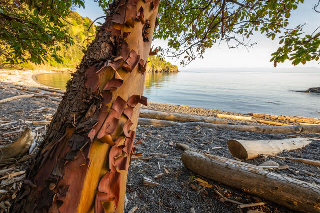 Pacific Madrone Tree Canopy