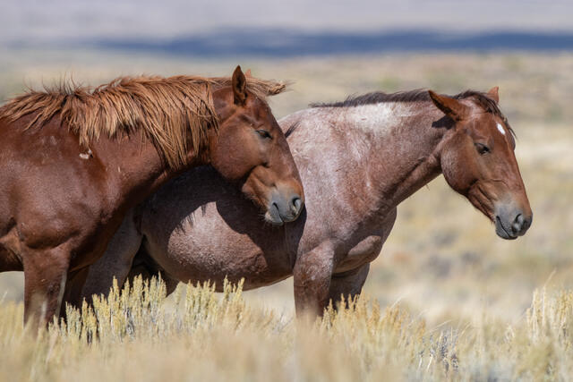 sand wash basin, Colorado, wild horses, horses