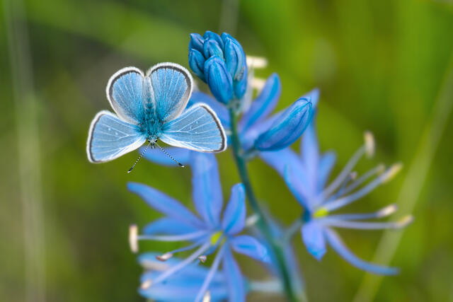 Silvery Blue Butterfly print