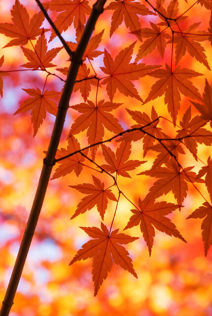Spokane Autumn Abstract 2x3