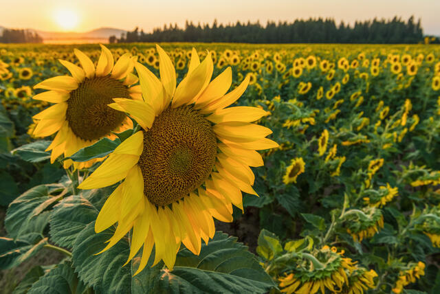 Spokane Sunflower Sunset