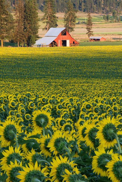 Sunflower Farm