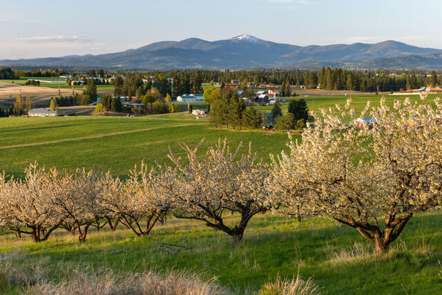 Orchard Prairie Spring