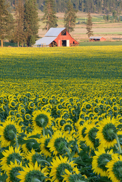 Red Barn Among the Sunflowers
