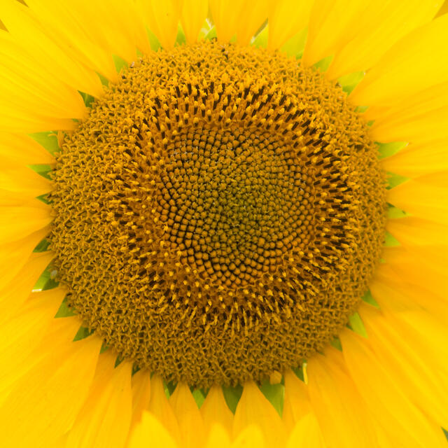 Sunflower Center print
