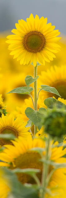 Sunflower Vertical Panorama print