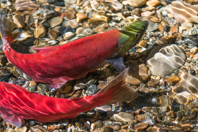 Trestle Creek Kokanee Curves