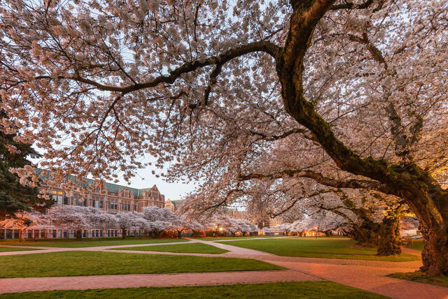Cherry blossoms at the University of Washington in Seattle, Washington.