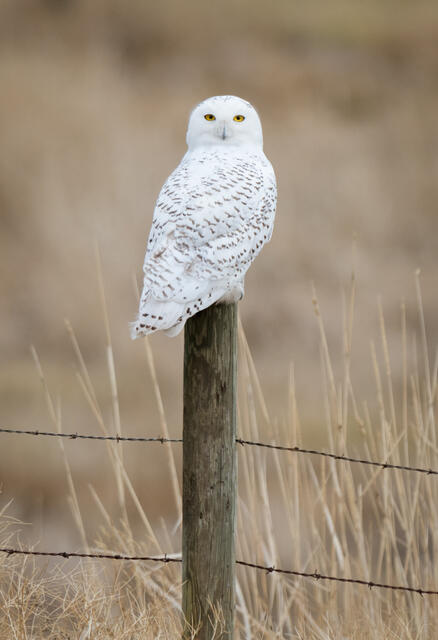 Snowy owl on fencepost in eastern Washington.