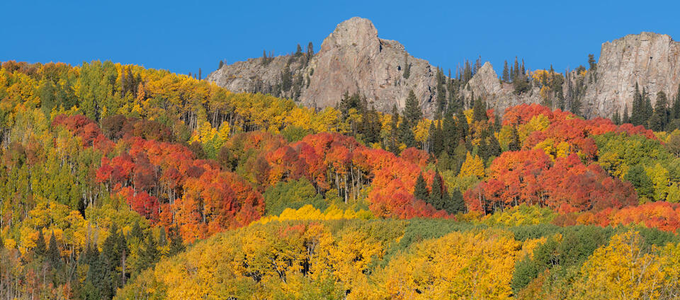Kebler Pass Autumn Reds