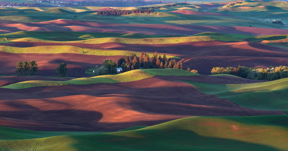 Palouse hills under soft morning light with red and gold tones at Steptoe Butte State Park.