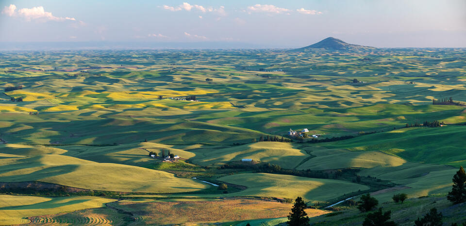 Palouse hills in eastern Washington with Steptoe Butte on the horizon.