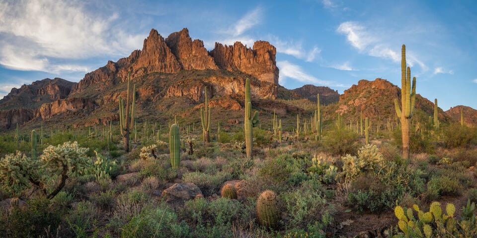 Panoramic fine art landscape photograph of the Superstition Mountains near Phoenix, Arizona, featuring a vast Sonoran Desert filled with tall saguaro cacti and 