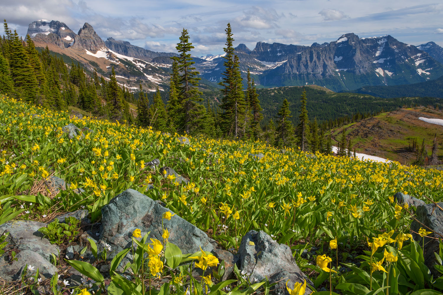 Swiftcurrent Pass Lilies