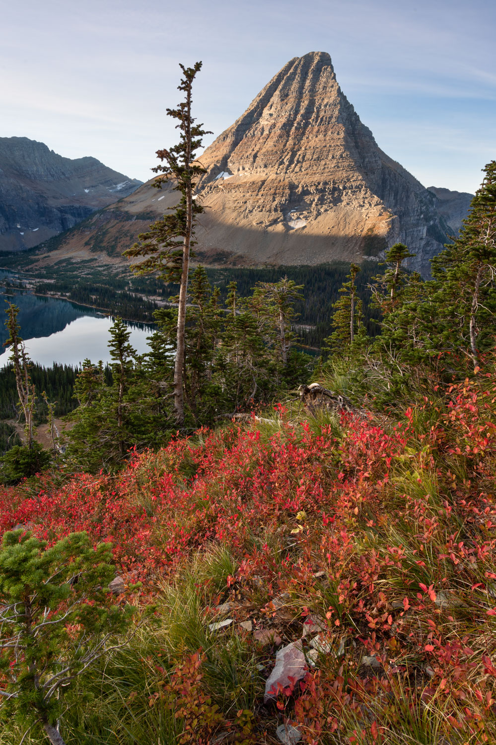 Bearhat Mountain in Glacier National Park is lit up by the morning sun with autumn red huckleberry bushes in the foreground.