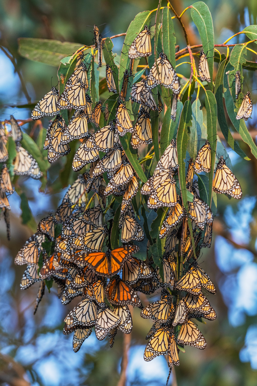 Monarch butterflies huddle together at the Monarch Butterfly Grove in Pismo Beach, CA. In 1997 there were 1.2 million Monarchs...