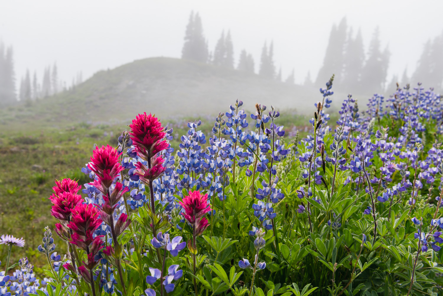 Rainier Wildflower Fog