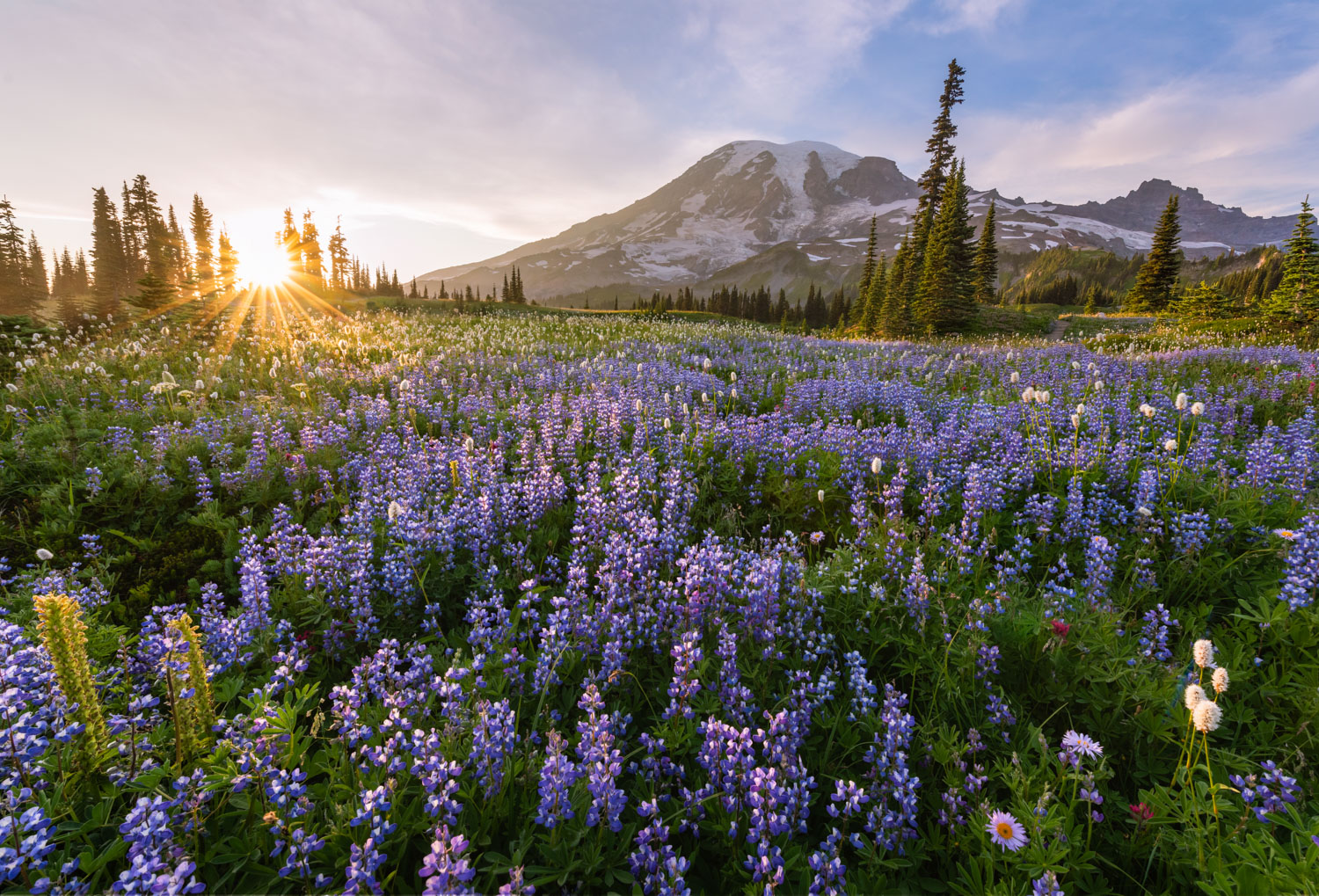 Lupine Fields Forever