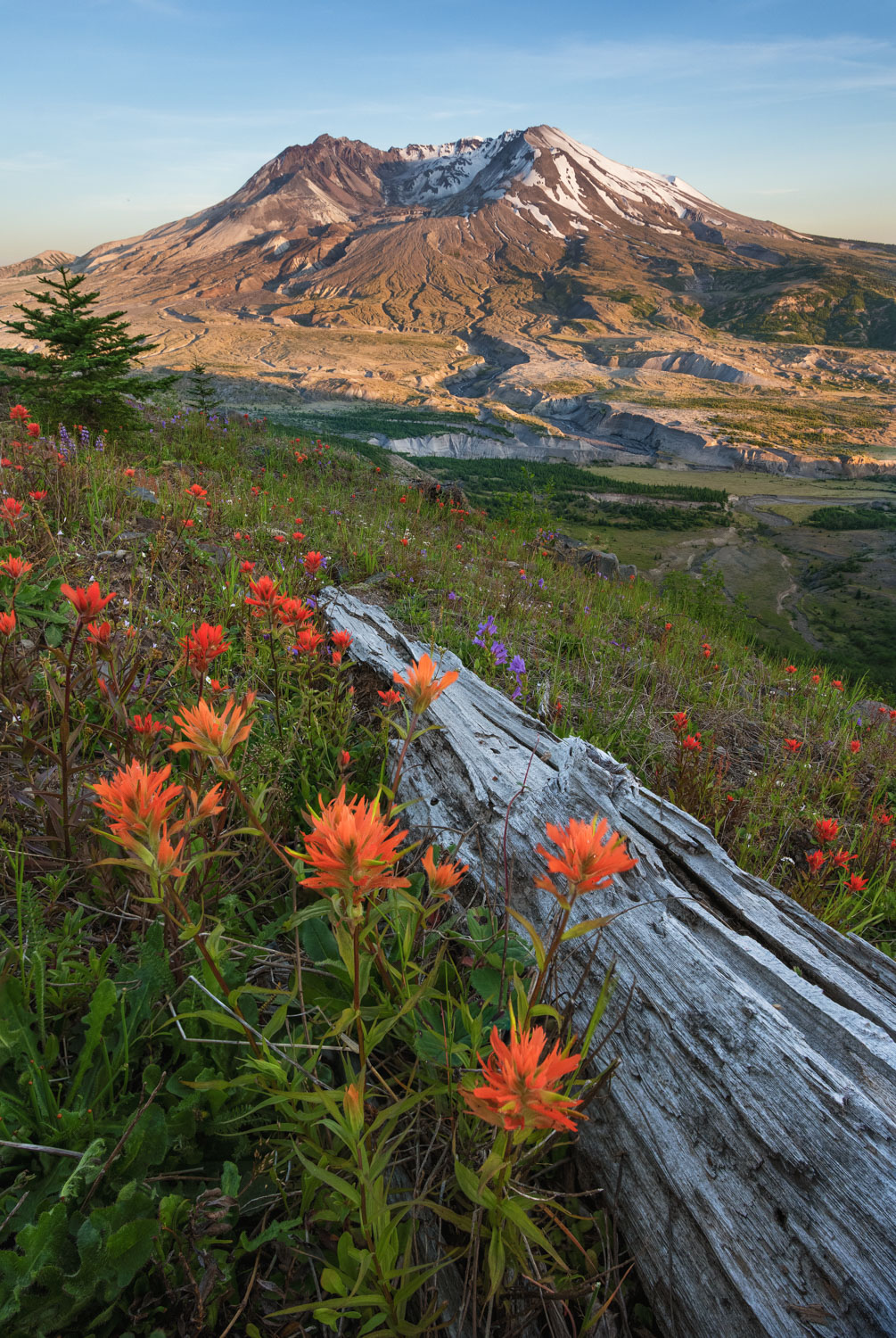 Mount St. Helens Paintbrush Wildflowers