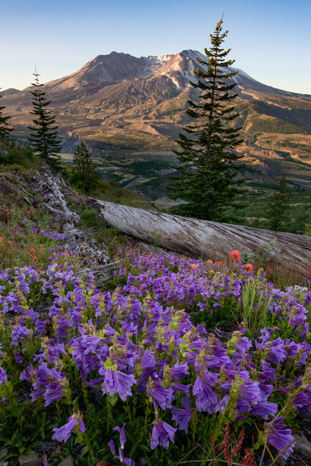 Purple penstemon wildflowers in front of Mount St. Helens in springtime.