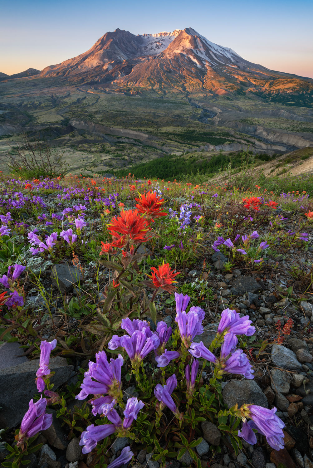 Indian paintbrush and purple penstemon wildflowers in front of Mount St. Helens in springtime.