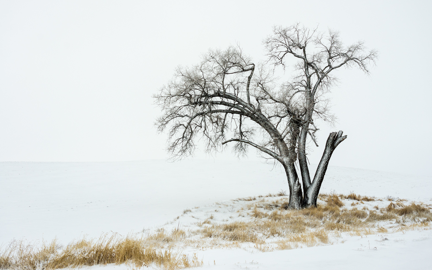 Minimalist lone Palouse tree in snow and fog.
