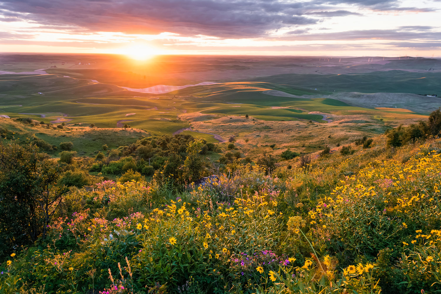 Steptoe Butte wildflowers and sunset.