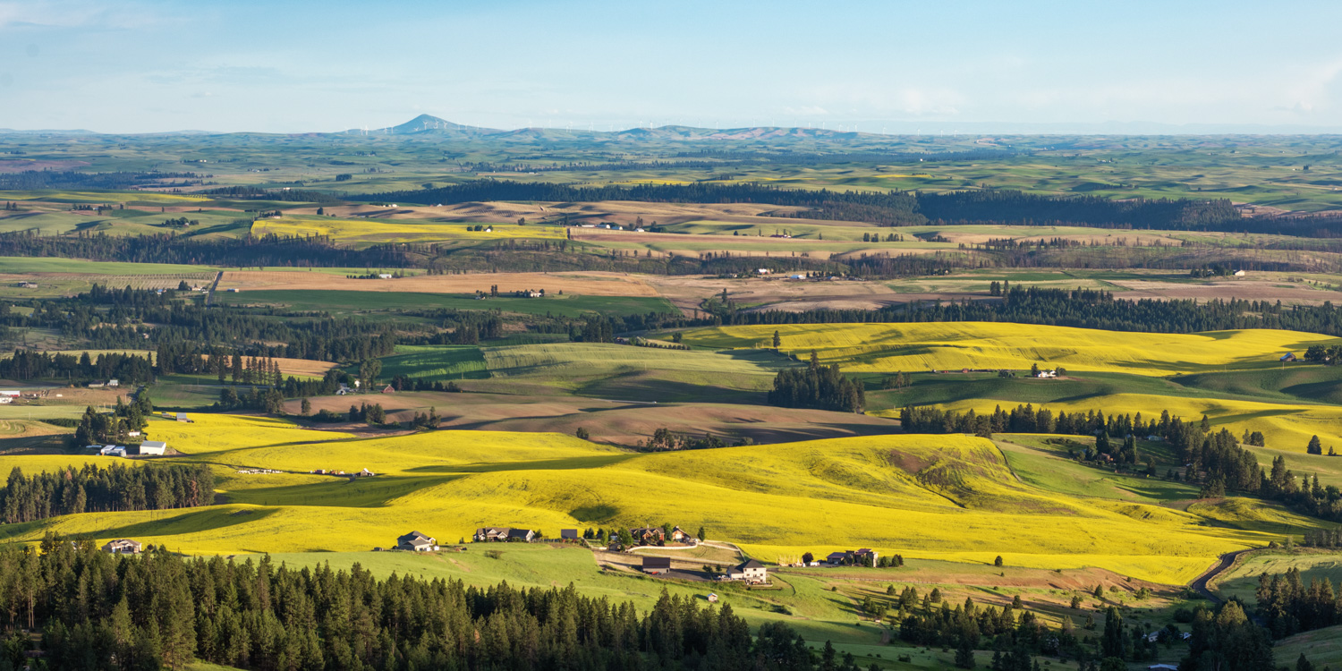Canola fields and Palouse hills as seen from Dishman hills looking south towards Steptoe Butte in eastern Washington.