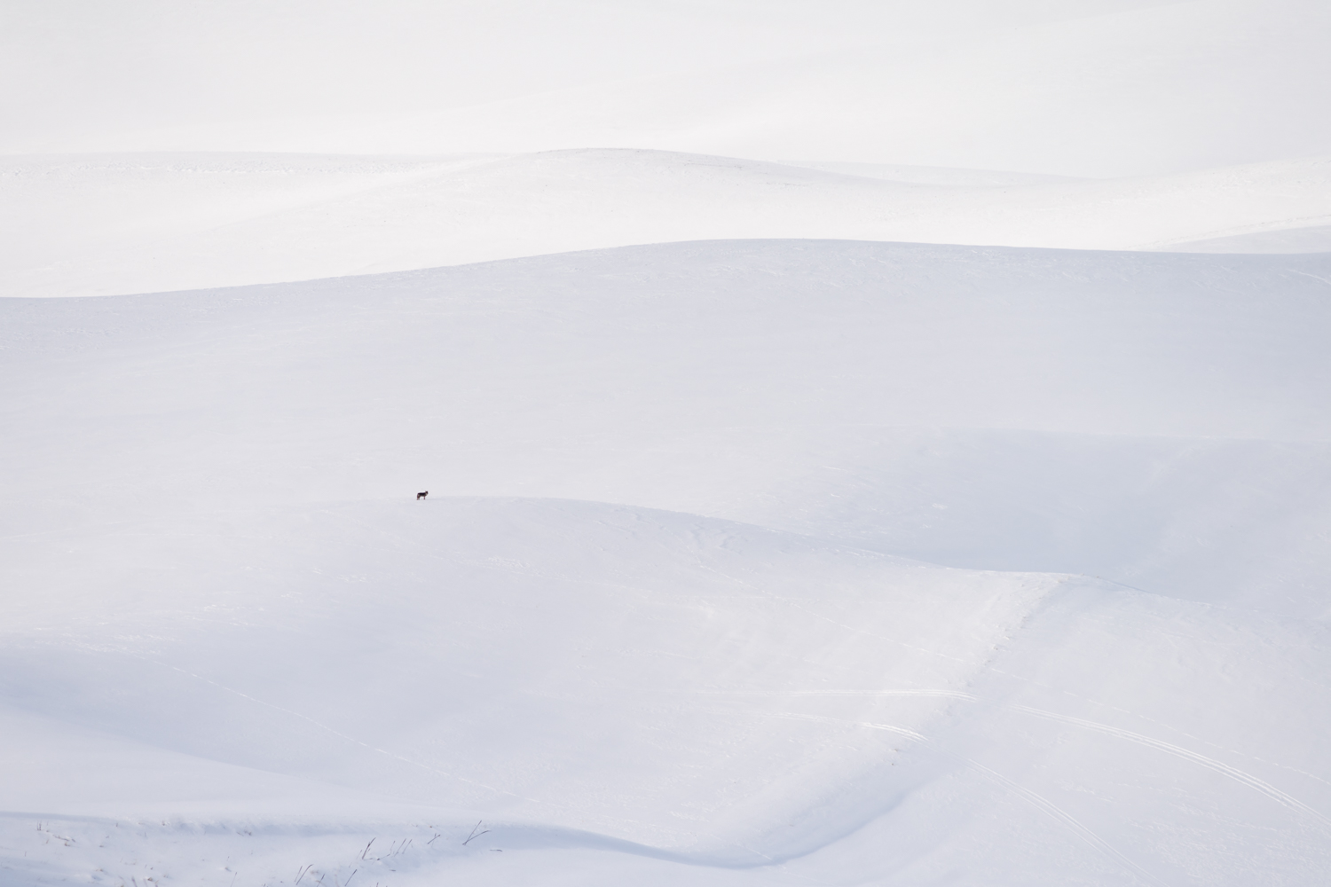 A lone coyote roams the snow-covered hills of the Palouse next to Steptoe Butte.