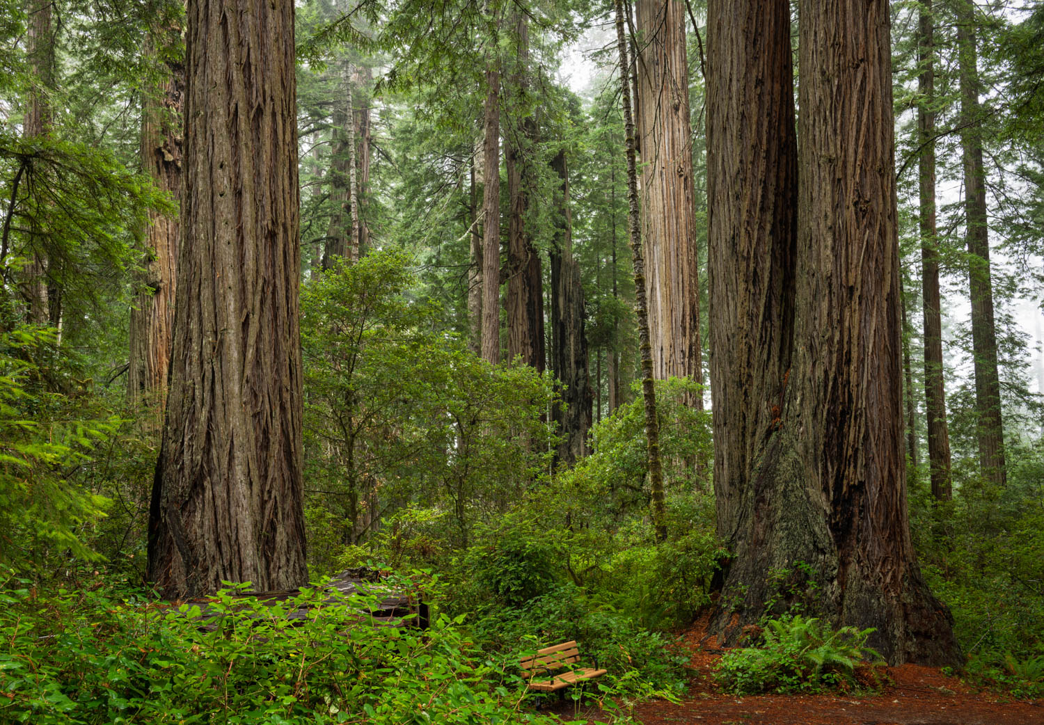 Redwoods Bench View