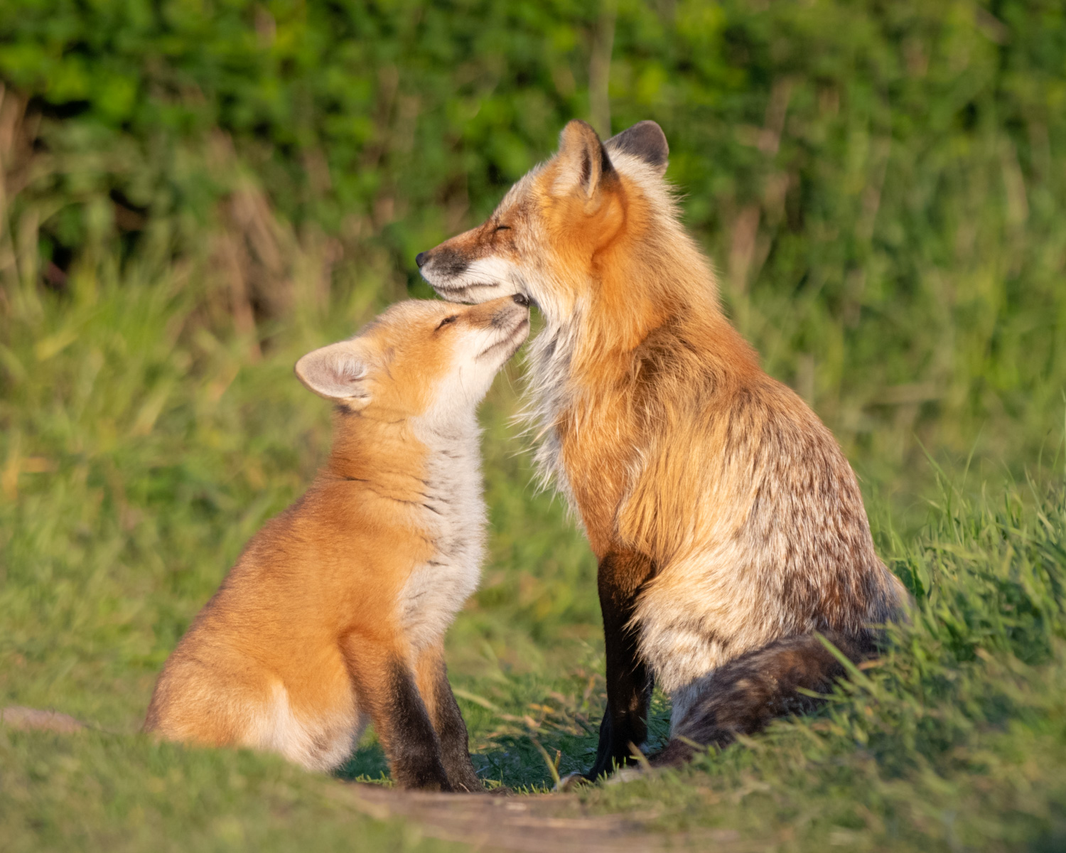 Fox mother and kit nuzzling on San Juan Island.