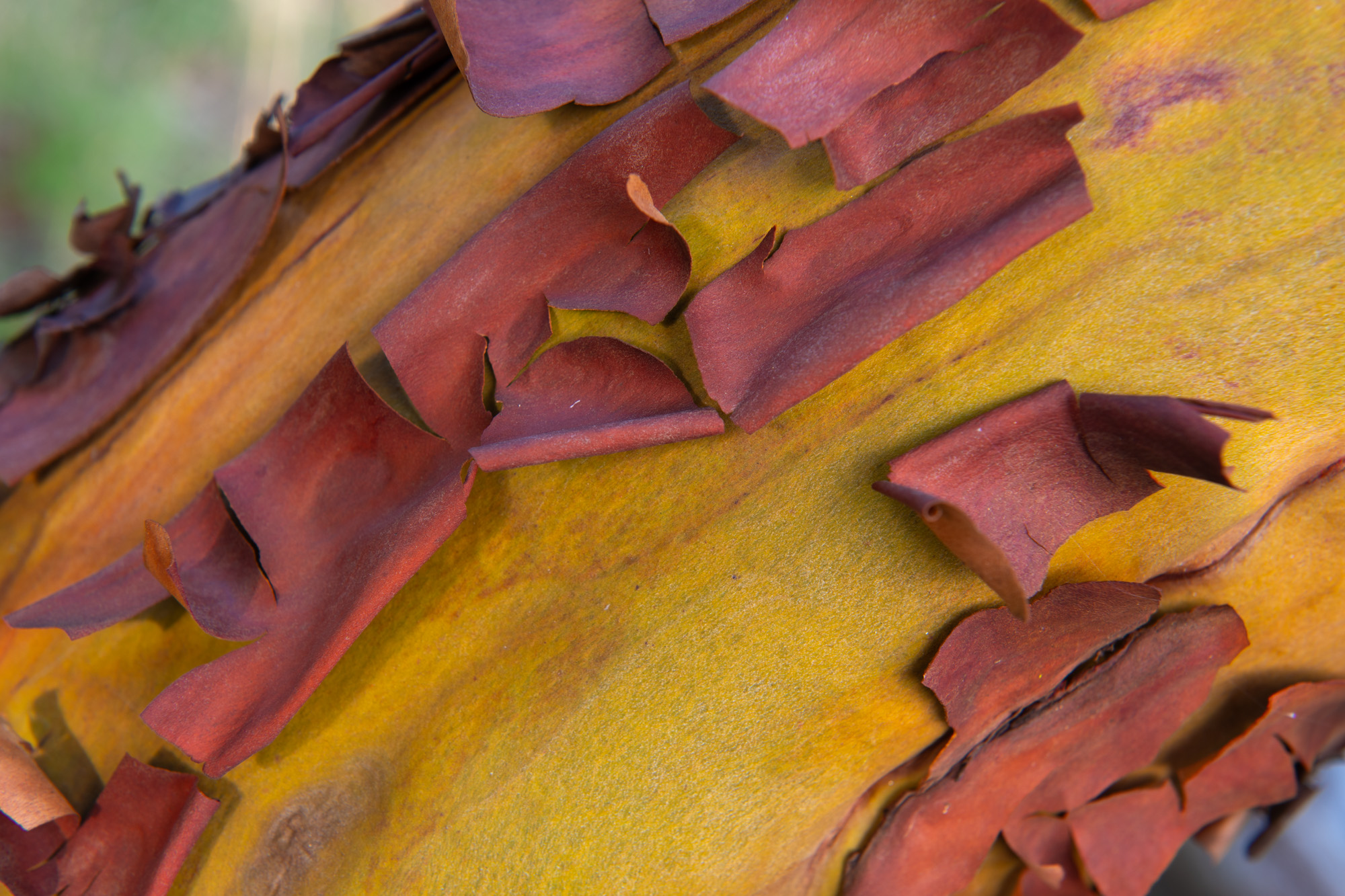 Pacific Madrone Bark The photo zooms in on the striking bark of a Pacific madrone tree, on San Juan Island in the Salish Sea of Washington State....