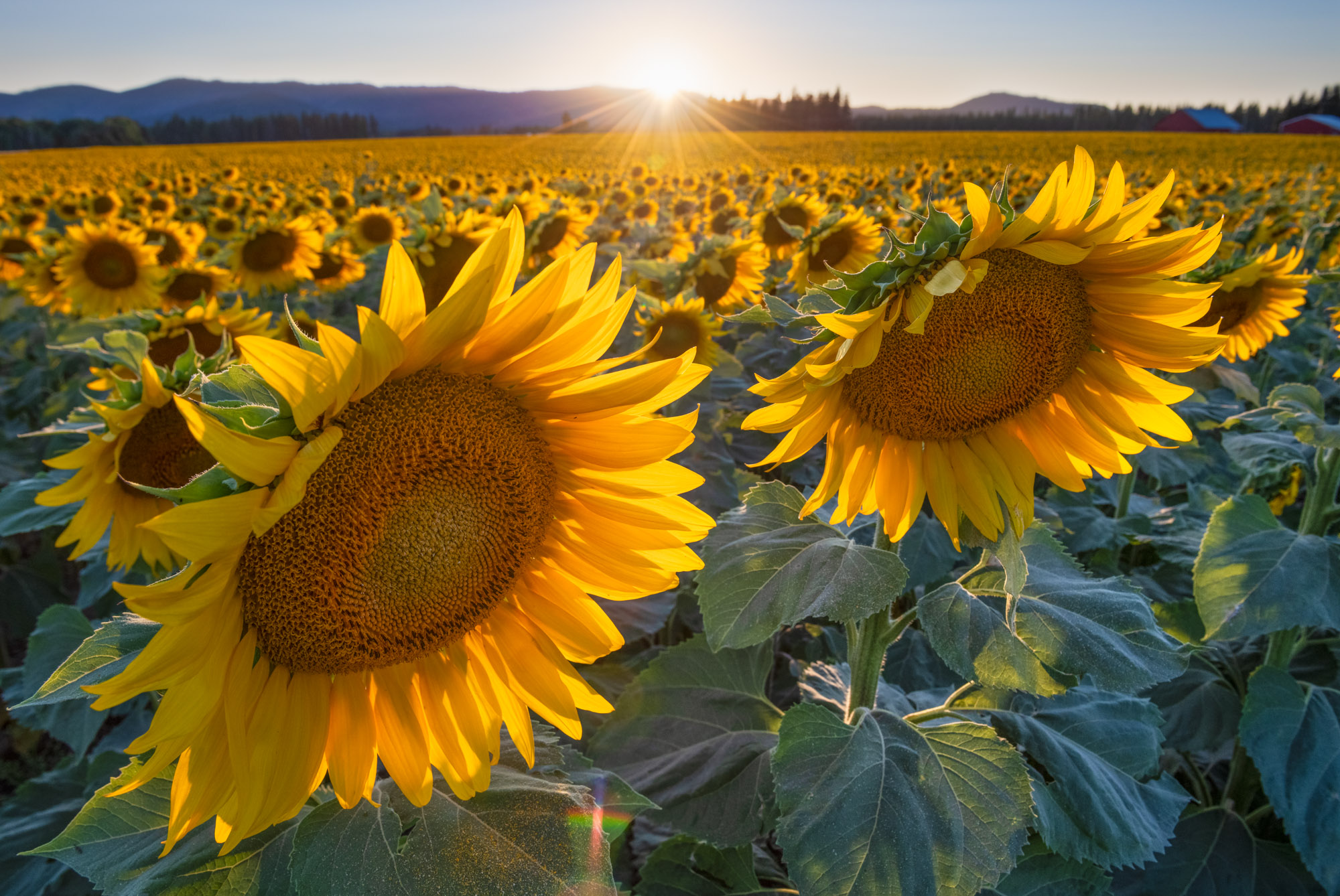 Sunlight illuminates the petals of sunflowers in Deer Park, Washington north of Spokane. Farmers cultivate sunflowers in this...