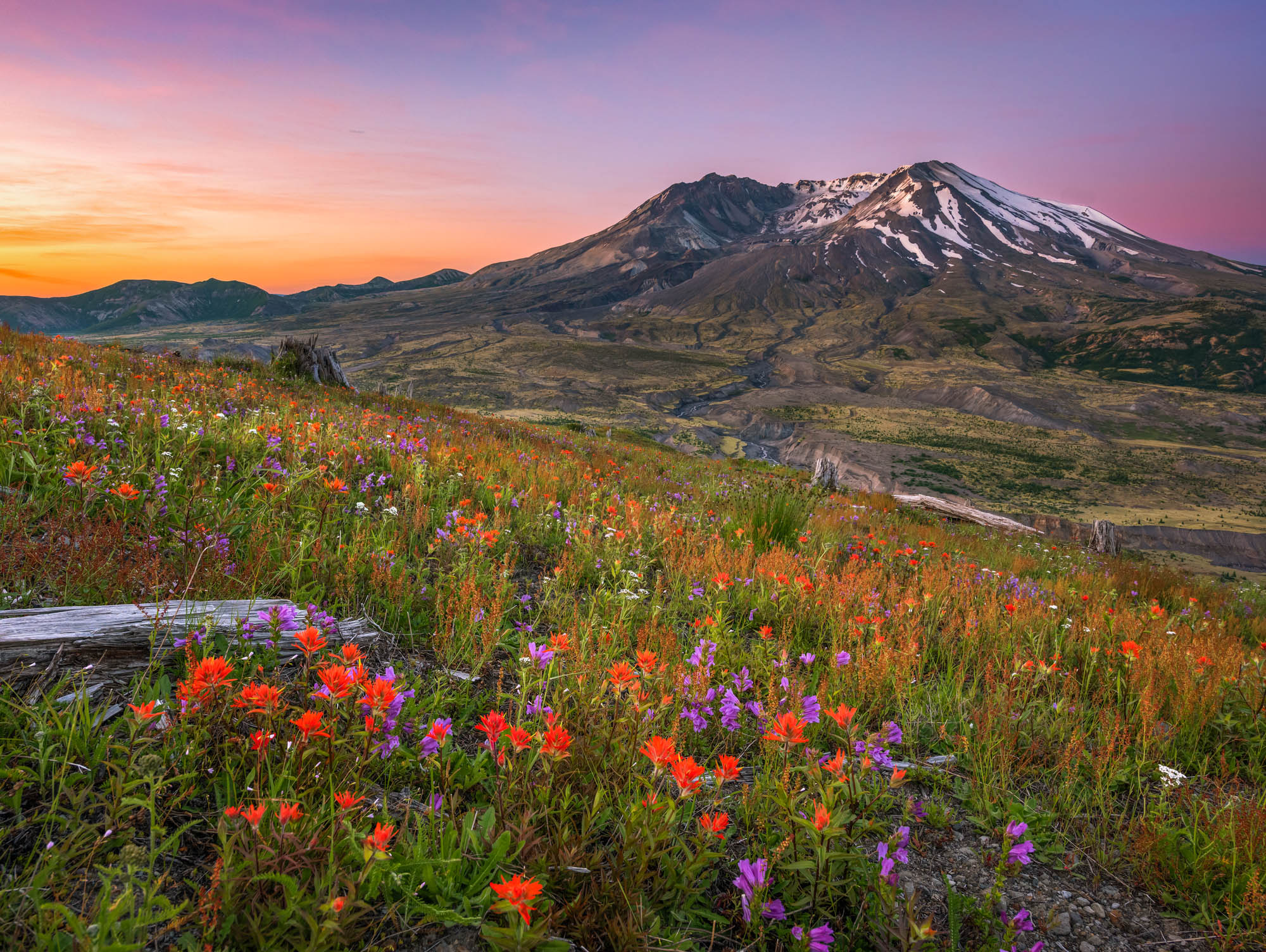 Wildflower meadow with view of Mount St. Helens at sunrise