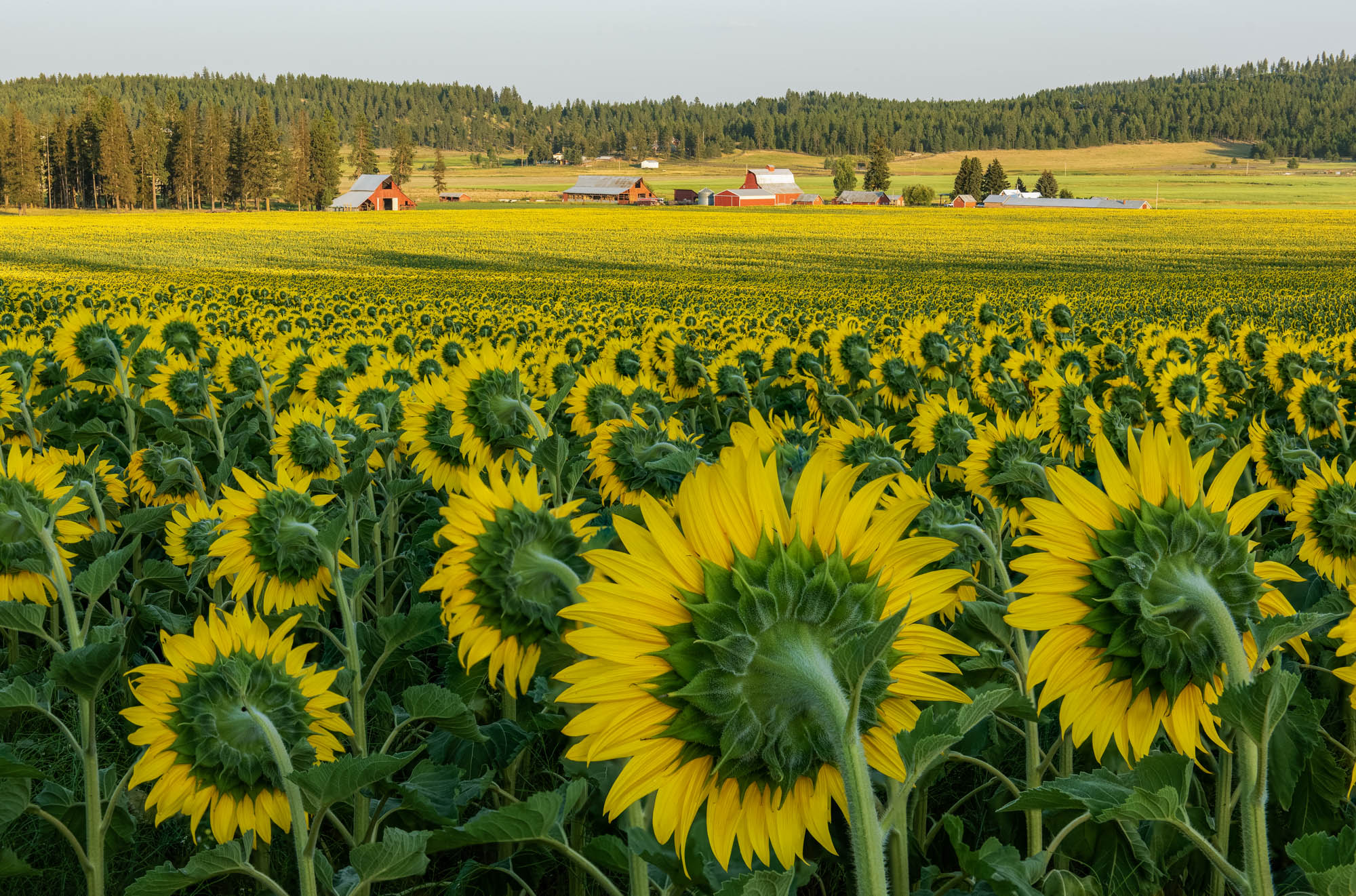 Sunflower Fields & Farm Sunflower Fields & Farm