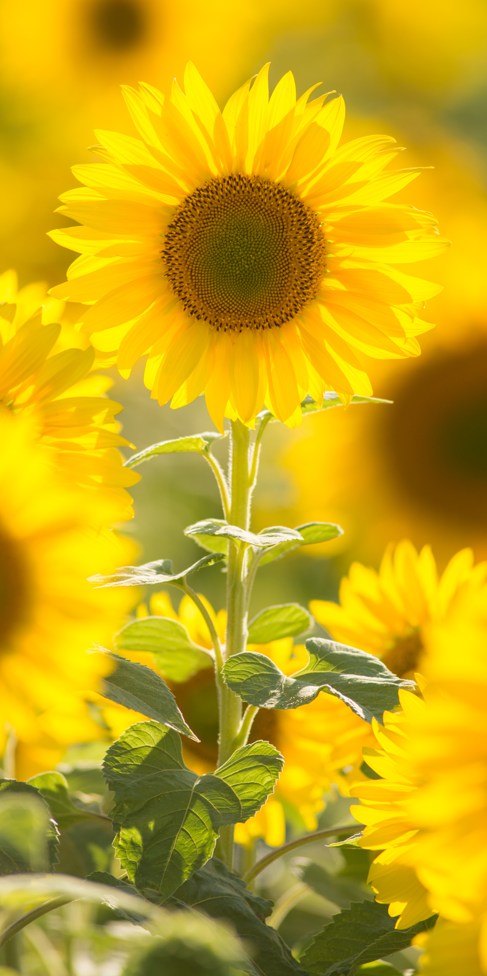 Sunflowers shining bright in the afternoon sunshine.